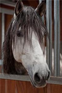 A Simply Lovely Gray Mare Portrait Horse Journal