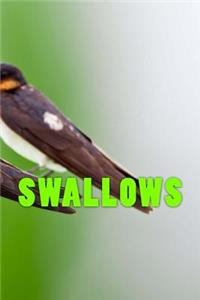 Swallows