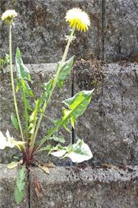 Journal Sunny Dandelion Stone Wall