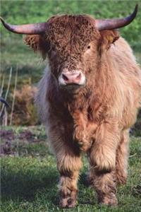 Big Boy Galloway Bull Journal