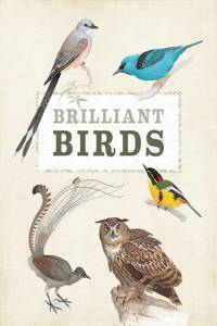 Brilliant Birds