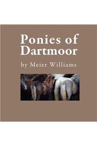 Ponies of Dartmoor