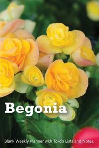 Begonia