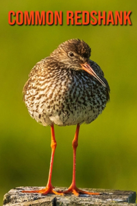 Common Redshank