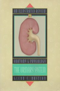 An Illustrated Review of the Urinary System