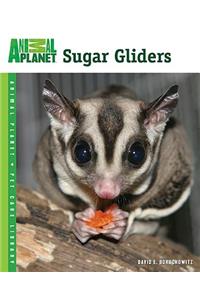 Sugar Gliders