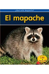 El Mapache