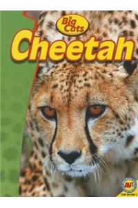 Cheetah