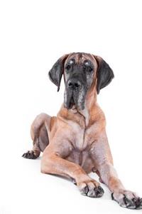 The Great Dane Dog Journal