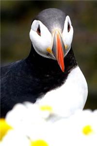 A Cute Little Puffin Seabird Journal