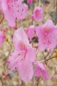 2020 Weekly Planner Pink Flowers Spring Blooms 134 Pages