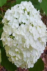 2020 Weekly Planner White Hydrangea 134 Pages