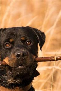 Rottweiler, My Stick Journal