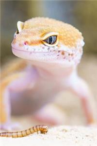 Gecko Spots His Next Meal Journal