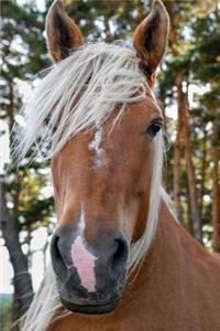 Portrait of a Comtois Horse Journal
