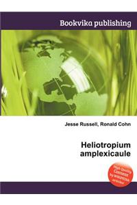 Heliotropium Amplexicaule