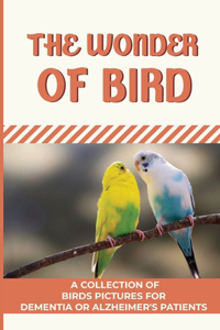 The Wonder Of Birds
