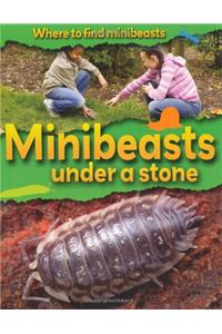 Minibeasts Under a Stone