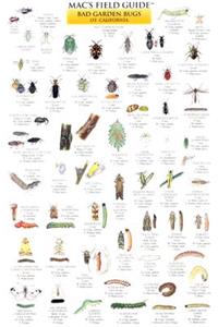 Mac's Field Guides: California Garden Bugs