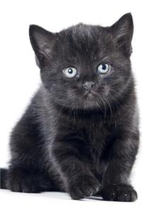 Cutest Kittens May Notebook & Journal. Productivity Work Planner & Idea Notepad: Brainstorm Thoughts, Self Discovery, to Do List