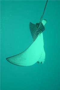 Eagle Ray Journal