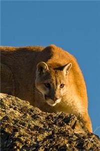 Cougar on the Prowl Journal: 150 page lined notebook/diary