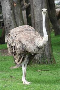 Ostrich Bird Journal
