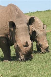 Two Grazing Rhinos African Animal Journal