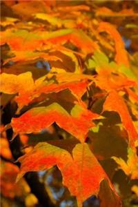 A Canopy of Colorful Autumn Leaves Journal