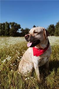 Labrador Retriever Dog Pup Puppy Doggie Notebook Bullet Journal Diary Composition Book Notepad - High Flower Meadow