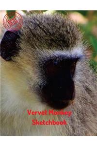 Vervet Monkey Sketchbook