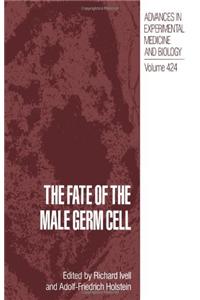 The Fate of the Male Germ Cell