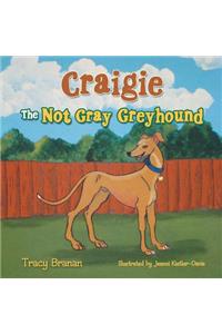 Craigie the Not Gray Greyhound