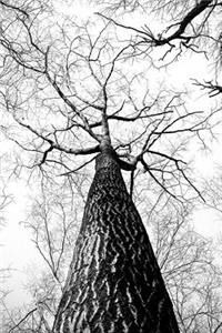 Mind Blowing Branches 200 Page Lined Journal