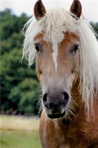 The Haflinger Horse Journal