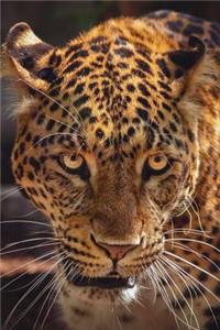 Growling Jaguar Journal
