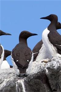 A Flock of Common Guillemot aka Thin Billed Murre Uria aalge Seabird Journal