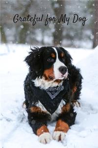 Grateful for My Dog