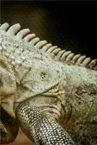 Lizard Notebook