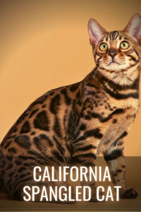 California Spangled Cat