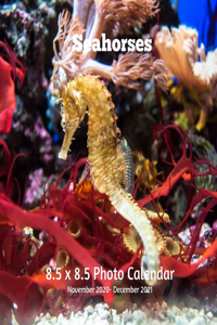 Seahorses 8.5 X 8.5 Calendar November 2020 -December 2021
