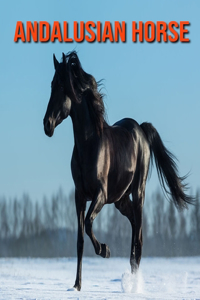 Andalusian Horse
