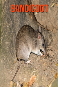 Bandicoot