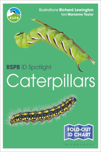 RSPB ID Spotlight - Caterpillars