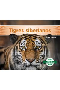 Tigres Siberianos (Siberian Tigers)