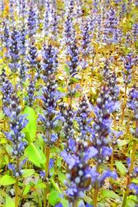 Journal Pretty Purple Flowers Field