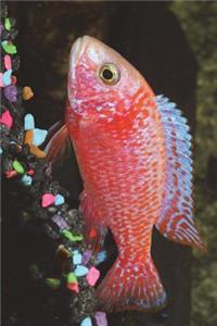 Strawberry Red Peacock Cichlid Journal