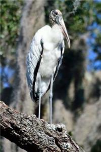 Wood Stork Bird Journal (Mycteria Americana)