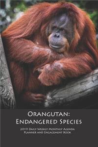 Orangutan