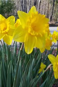 2019 Weekly Planner Spring Yellow Daffodils 134 Pages